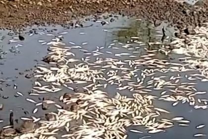 Ikan milik petambak Terboyo Kulon, Kota Semarang mati secara massal. (Foto tangkapan layar video warga)