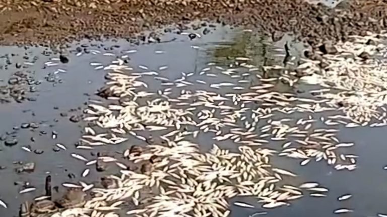 Ikan milik petambak Terboyo Kulon, Kota Semarang mati secara massal. (Foto tangkapan layar video warga)