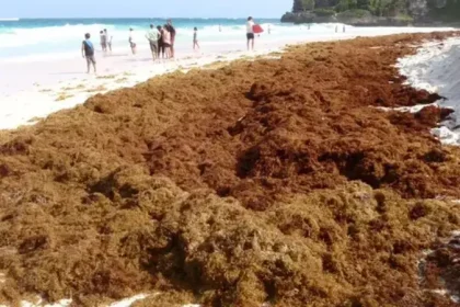 Ilustrasi rumput laut cokelat.