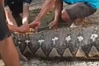 Warga Buton Selatan membelah perut ular piton yang memangsa warga bernama La Noti.