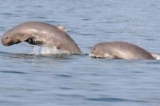 Ilustrasi pesut mahakam sedang bermain di Sungai Mahakam, Kalimantan.