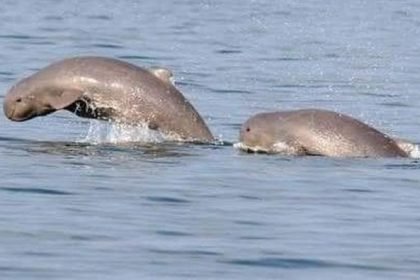 Ilustrasi pesut mahakam sedang bermain di Sungai Mahakam, Kalimantan.