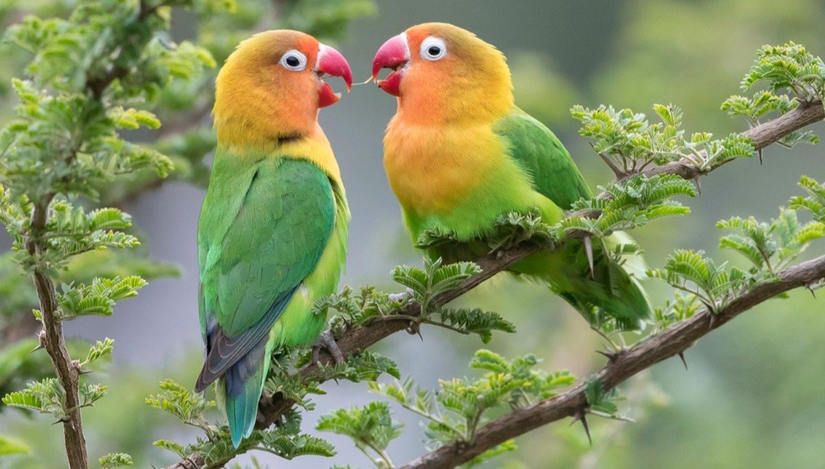 Ilustrasi burung yang hidup di perkotaan.