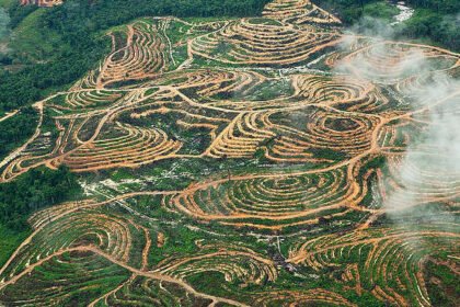 Kondisi hutan yang sudah diubah menjadi lahan sawit. Sayangnya, lahan-lahan ini dikuasai oligarki dan sekarang dalam kondisi mangkrak. Menteri Nusron hanya menonton?. Foto: Greenpeace Indonesia