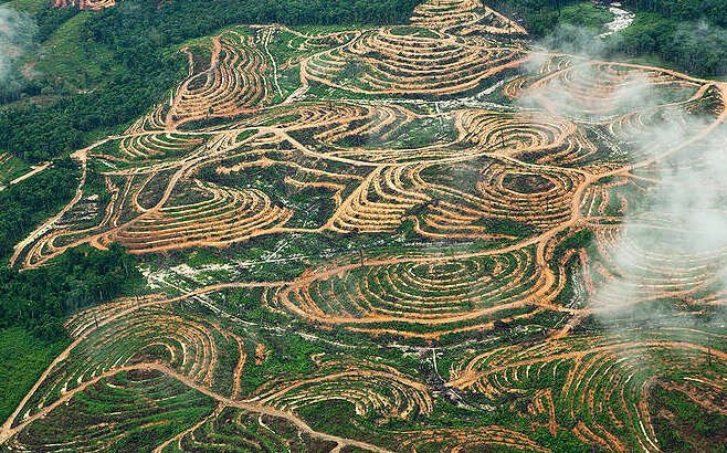 Kondisi hutan yang sudah diubah menjadi lahan sawit. Sayangnya, lahan-lahan ini dikuasai oligarki dan sekarang dalam kondisi mangkrak. Menteri Nusron hanya menonton?. Foto: Greenpeace Indonesia