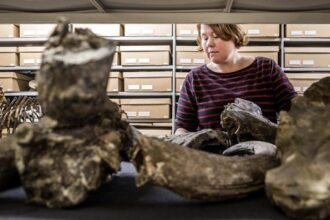 Ilustrasi artefak Indonesia di Belanda.