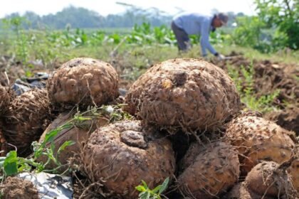 Ilustrasi umbi porang.