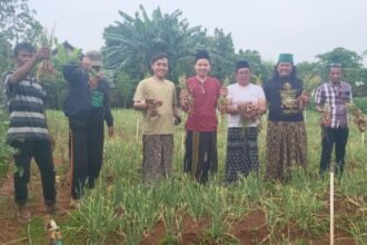 Panen bawang Petani Milenial Buah Karya Masyarakat Ronggolawe (MBR) Tuban.