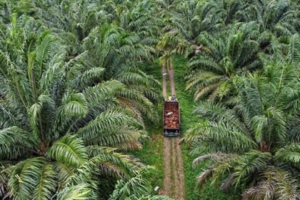 Ilustrasi hamparan kebun sawit.