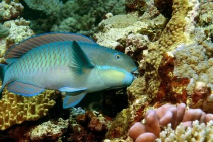 Parrotfish atau ikan kakatua, penghasil pasir laut.
