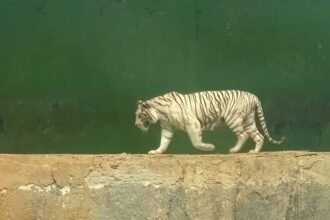 Harimau Benggala tengah berjalan di kandang area Semarang Zoo. (ist)