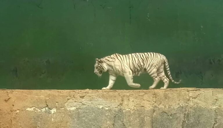 Harimau Benggala tengah berjalan di kandang area Semarang Zoo. (ist)