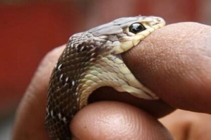 Ilustrasi gigitan kobra.