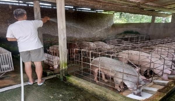 Kandang babi di Sragen telah beroperasi jauh sebelum SPPG dibangun di sebelahnya.