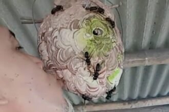 Nurul, pria asal pesisir selatan Blitar, mencium sarang tawon vespa peliharaannya.