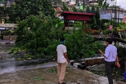 Pohon tumbang di Jalan S Parman, Kota Semarang, Rabu (4/3/2026) sore. (ist)