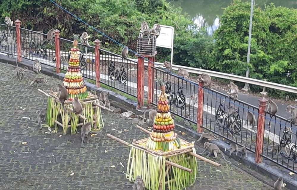 Kera-kera di Gua Kreo berpesta dalam Sesaji Rewanda, Sabtu (28/3/2026).