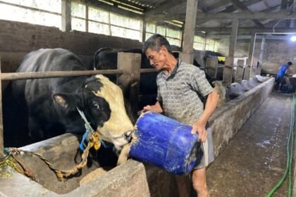 PETERNAKAN SAPI JUMBO - Karyawan peternakan sapi jumbo mililk Ganjar, di Banyubiru, Kabupaten Semarang, Jateng, memberi pakan sapi. (ist)