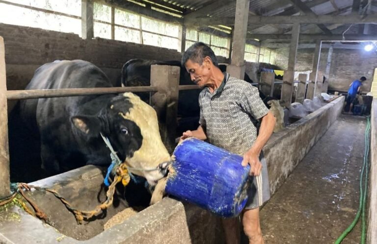 PETERNAKAN SAPI JUMBO - Karyawan peternakan sapi jumbo mililk Ganjar, di Banyubiru, Kabupaten Semarang, Jateng, memberi pakan sapi. (ist)