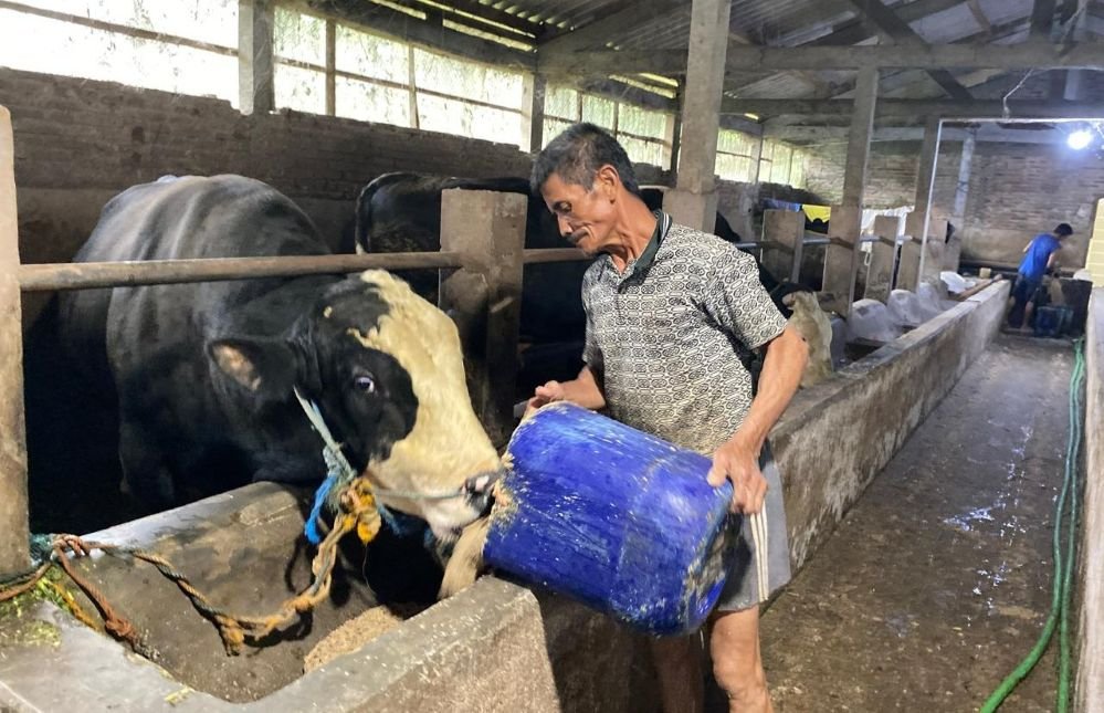 PETERNAKAN SAPI JUMBO - Karyawan peternakan sapi jumbo mililk Ganjar, di Banyubiru, Kabupaten Semarang, Jateng, memberi pakan sapi. (ist)