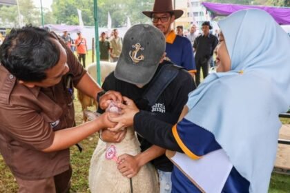 PEMERIKSAAN HEWAN - Petugas kesehatan hewan memeriksa calon hewan kurban.
