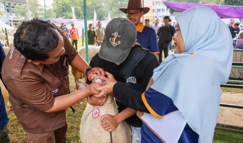 PEMERIKSAAN HEWAN - Petugas kesehatan hewan memeriksa calon hewan kurban.