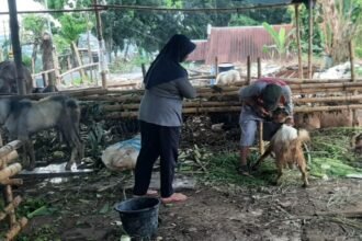 PEMERIKSAAN HEWAN - Penjual memeriksa hewan calon kurban di Semarang. (dul)