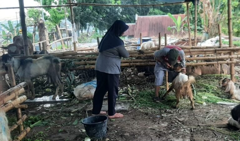 PEMERIKSAAN HEWAN - Penjual memeriksa hewan calon kurban di Semarang. (dul)