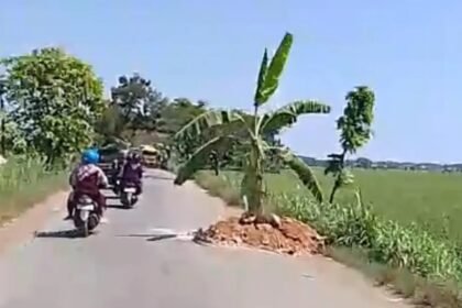 DITANAMI PISANG - Warga menanam pohon pisang di jalan provinsi ruas Randublatung-Cepu, Kabupaten Blora.