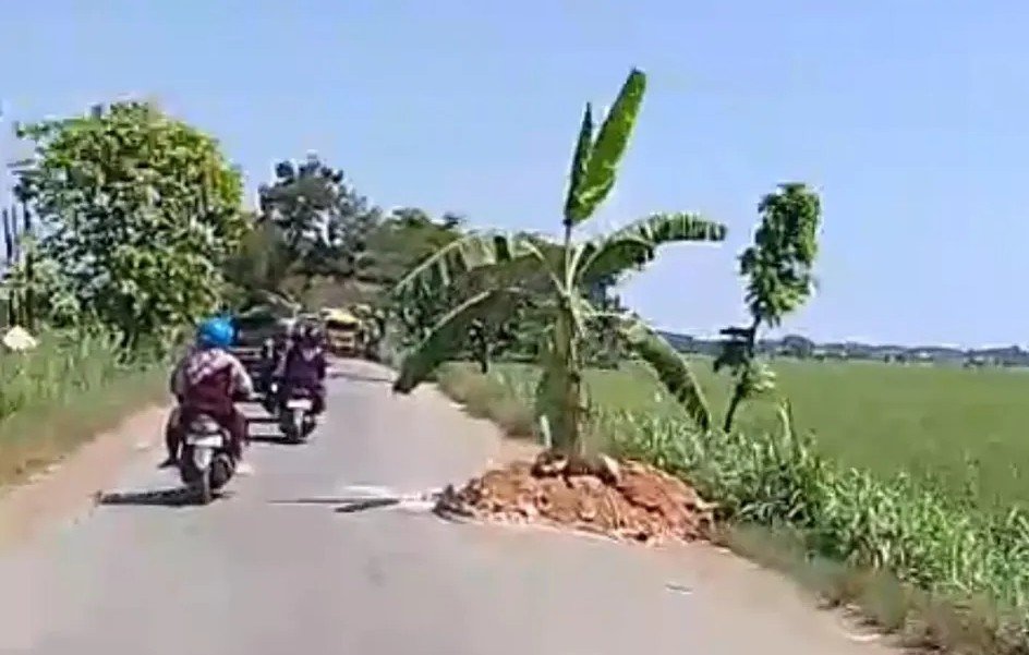 DITANAMI PISANG - Warga menanam pohon pisang di jalan provinsi ruas Randublatung-Cepu, Kabupaten Blora.