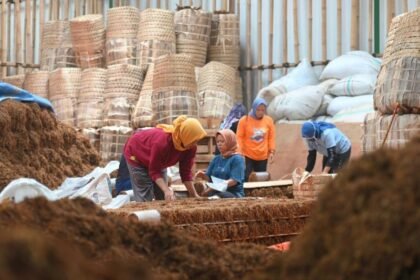MENGEMAS - Pekerja sedang mengemas tembakau di sebuah gudang di Temanggung, sebelum disetor ke industri rokok.