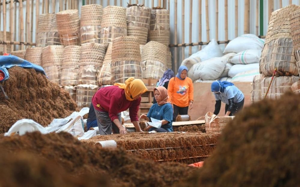 MENGEMAS - Pekerja sedang mengemas tembakau di sebuah gudang di Temanggung, sebelum disetor ke industri rokok.