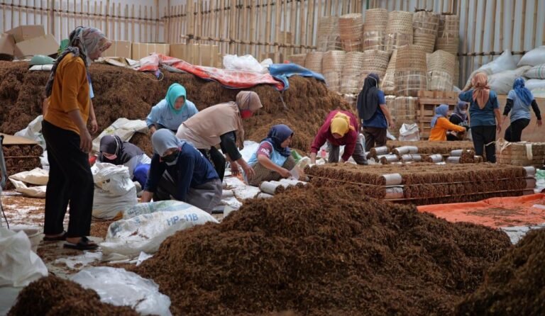 MENGEMAS - Pekerja sedang mengemas tembakau di sebuah gudang di Temanggung, sebelum disetor ke industri rokok.