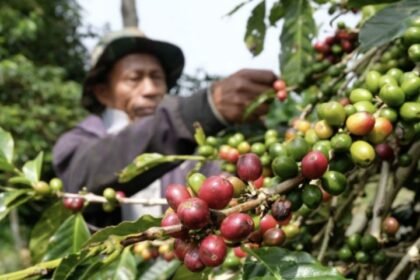 PETIK KOPI - Petani di Temanggung memetik buah kopi yang telah memerah di pohon. (ist)
