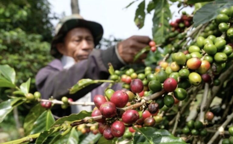 PETIK KOPI - Petani di Temanggung memetik buah kopi yang telah memerah di pohon. (ist)