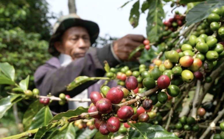 PETIK KOPI - Petani di Temanggung memetik buah kopi yang telah memerah di pohon. (ist)