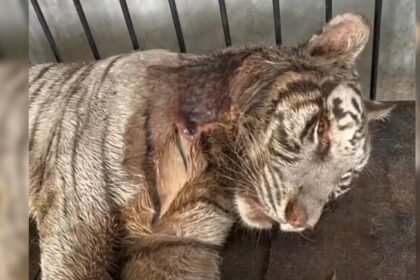 HARIMAU ANGGUN--Seekor harimau putih bernama Anggun milik Semarang Zoo mengalami luka terbuka pada leher sebelum dikabarkan mati. (ist)