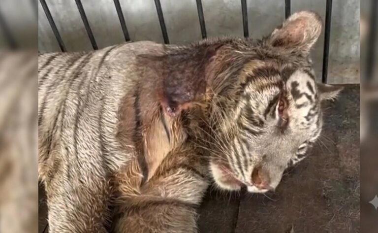 HARIMAU ANGGUN--Seekor harimau putih bernama Anggun milik Semarang Zoo mengalami luka terbuka pada leher sebelum dikabarkan mati. (ist)