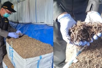 CINCAU KERING - Kepala Karantina Jateng, Hari Yuwono Ady, menunjukkan daun cincau kering yang jadi primadona baru komoditas ekspor Jateng. (dul)