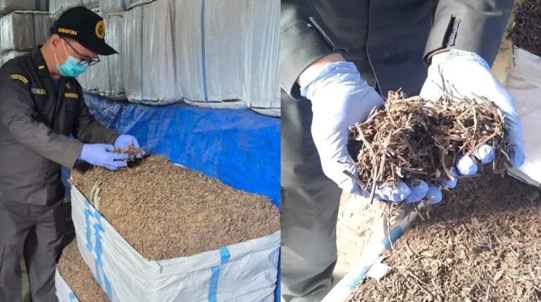 CINCAU KERING - Kepala Karantina Jateng, Hari Yuwono Ady, menunjukkan daun cincau kering yang jadi primadona baru komoditas ekspor Jateng. (dul)
