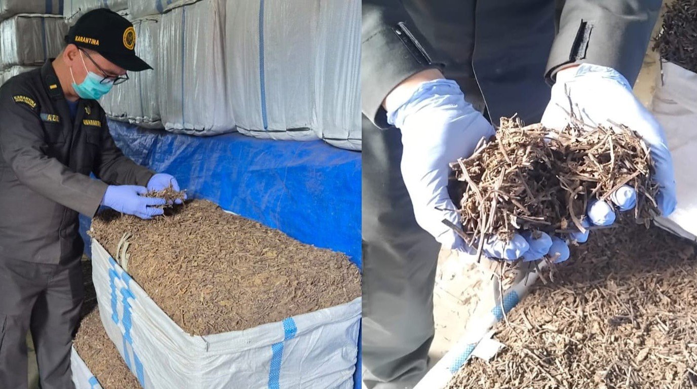 CINCAU KERING - Kepala Karantina Jateng, Hari Yuwono Ady, menunjukkan daun cincau kering yang jadi primadona baru komoditas ekspor Jateng. (dul)