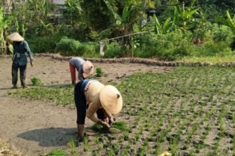 TANAM PADI - Petani di Kelurahan Jabungan, Kecamatan Banyumanik, Kota Semarang masih menanam padi, meski kemarau sudah mulai datang, Minggu (29/6/2026). (dul)