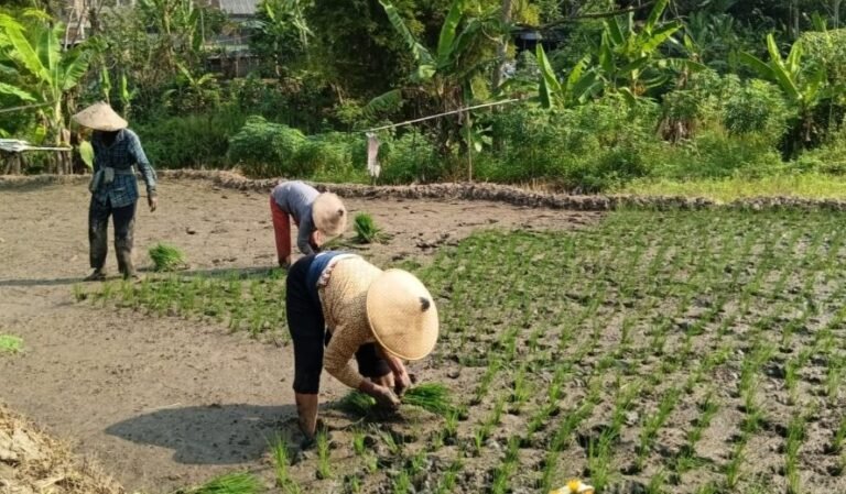 TANAM PADI - Petani di Kelurahan Jabungan, Kecamatan Banyumanik, Kota Semarang masih menanam padi, meski kemarau sudah mulai datang, Minggu (29/6/2026). (dul)