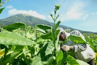 EMAS HIJAU - Petani tembakau di Temanggung merawat tanaman yang sering disebut sebagai 'emas hijau', karena tingginya nilai ekonomisnya.
