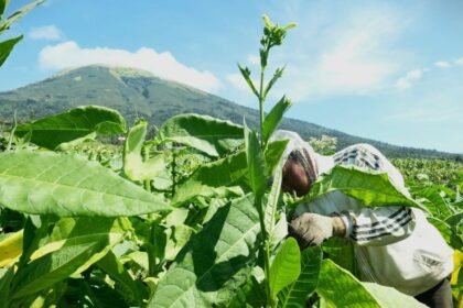 EMAS HIJAU - Petani tembakau di Temanggung merawat tanaman yang sering disebut sebagai 'emas hijau', karena tingginya nilai ekonomisnya.