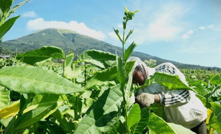 EMAS HIJAU - Petani tembakau di Temanggung merawat tanaman yang sering disebut sebagai 'emas hijau', karena tingginya nilai ekonomisnya.