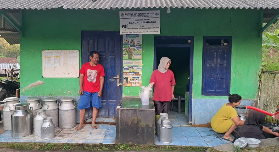 KUMPULKAN SUSU--Pengurus Kelompok Sengkut Makaryo di lereng Gunung Merapi, Sleman, beraktivitas di tempat pengumpulan susu sapi, Minggu (9/8/2026). (bae)