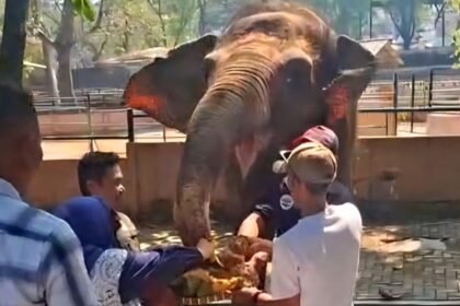 PESTA BUAH--Gajah Sumatera di Semarang Zoo bernama Zella menyantap tumpengan buah saat Hari Gajah Sedunia. (ist)
