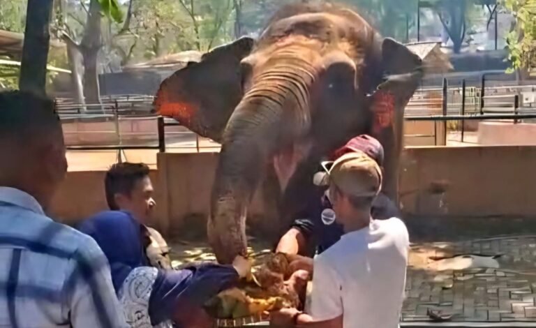 PESTA BUAH--Gajah Sumatera di Semarang Zoo bernama Zella menyantap tumpengan buah saat Hari Gajah Sedunia. (ist)