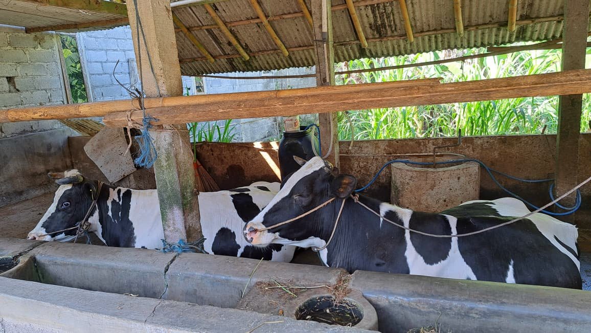 SAPI PERAH--Sapi perah milik peternak lereng Gunung Merapi, Sleman, sedang istirahat di kandang, Minggu (9/8/2026). (bae)
